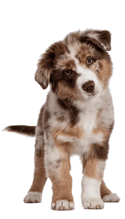 Hund – Tierhaarentfernung mit dem Vivenso